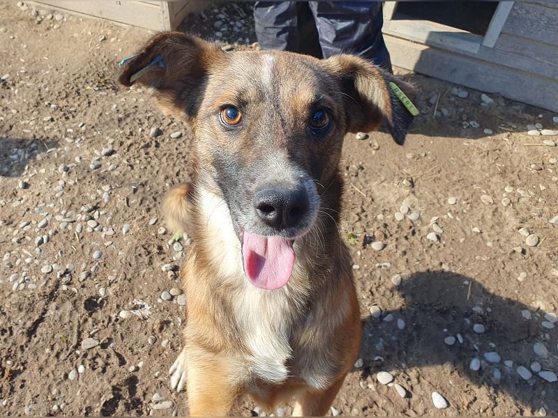 ♥NICO♥ verschmuster, sehr menschenbezogener, aufgeschlossener hübscher Rüde 47 cm