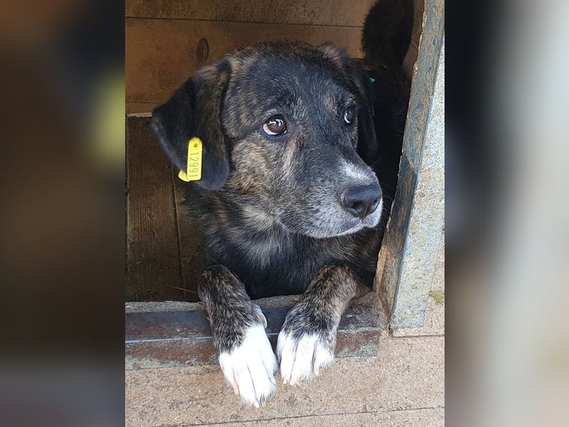 ♥RUSTY♥ unfassbar verschmuster und kuschelbedürftiger, wunderschöner, gestromter Rüde 49 cm