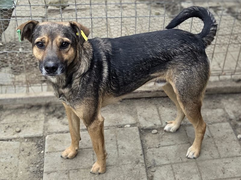 ♥BEN♥ Traumhund mit wundervollem Charakter, der auf seine Menschen wartet 49 cm