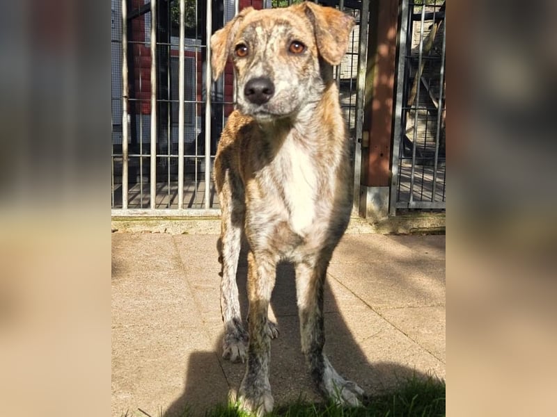 ♥NICKY♥ neu auf Pflegestelle bei Köln - hübsche, verschmuste, viel zu dünne Juniorin 45 cm