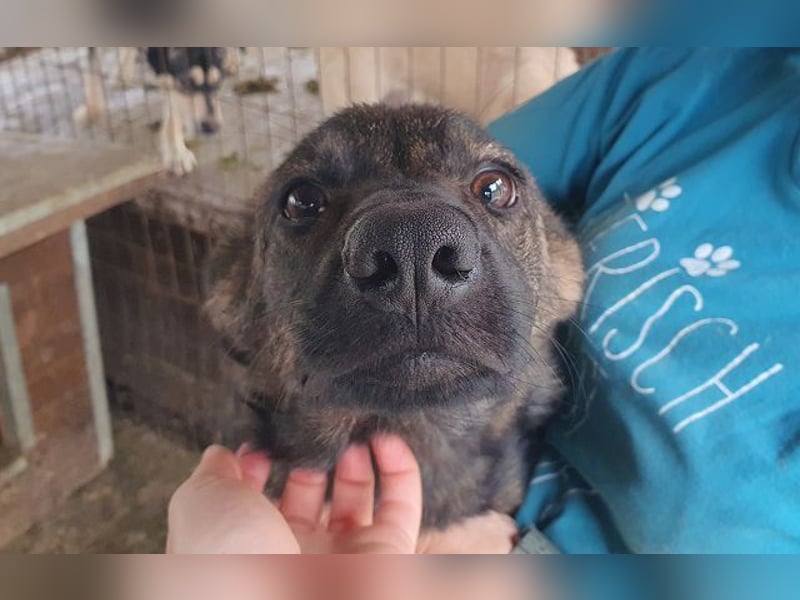 ♥ORLANDO♥ wunderschöner gestromter Jungrüde mit wundervollem Charakter 46 cm