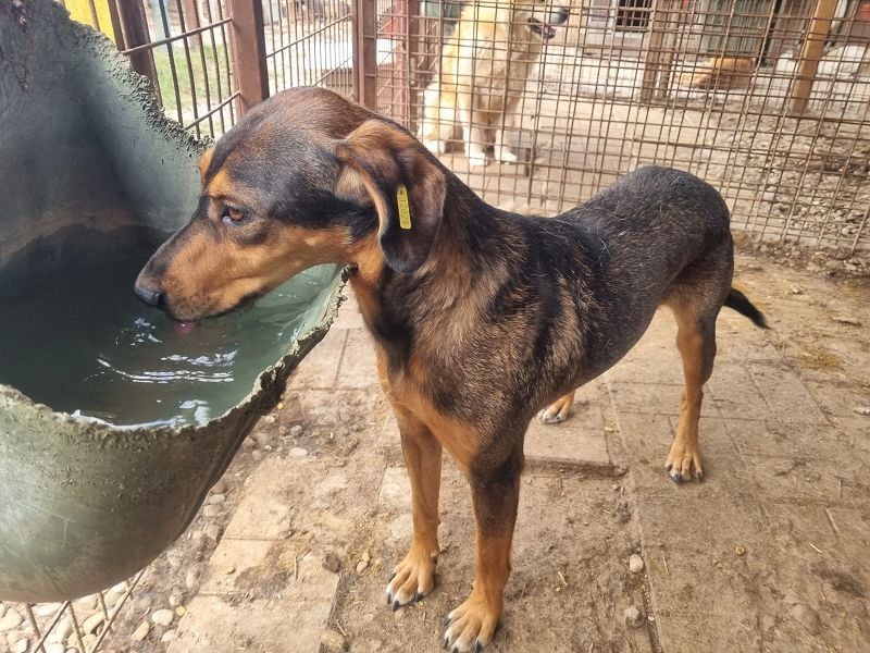 ♥GAROU♥ wunderschöner rotbraun-schwarzer, anhänglicher Rüde mit unglaublicher Lebensfreude 50 cm