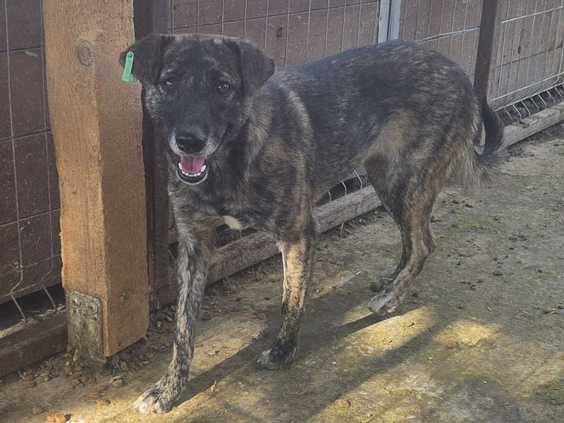 ♥MABLE♥ wunderschöne braun gestromte, ganz liebe, anfangs noch etwas vorsichtige Junghündin 47 cm