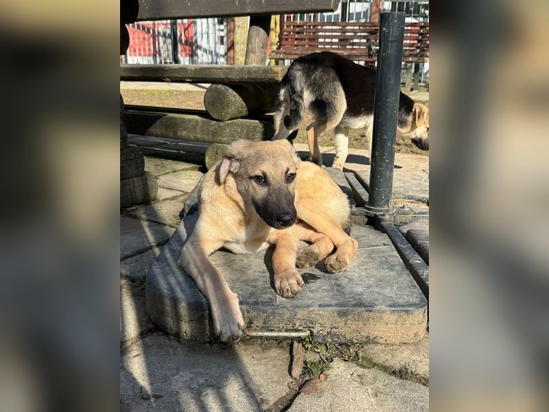 ♥DIDI♥ auf Pflegestelle bei Köln - bezaubernder, verspielter Welpenjunge 44cm - wird mittelgroß