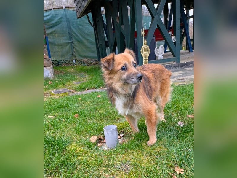 ♥DIDRIK♥ auf Pflegestelle bei Köln - süßer, lieber, dankbarer, blinder Purzel 45 cm