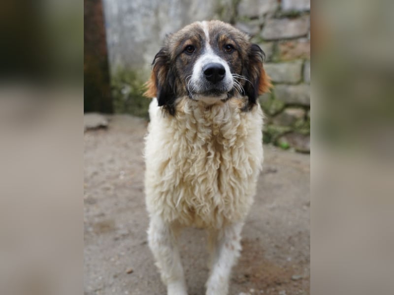 ⭐GRAVE⭐, verträumter Hütehund-Mix, 11 Monate, 47 cm, Tierschutz Rumänien