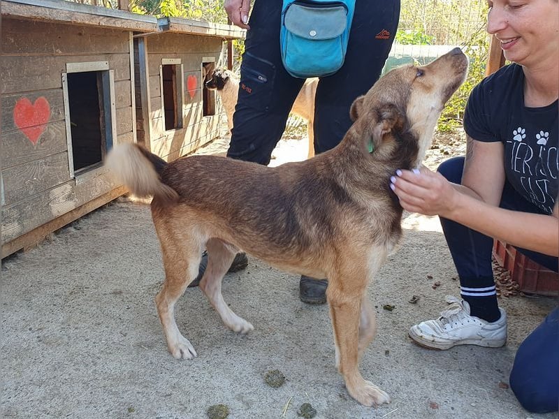 ♥CODY♥ wunderschöner tricolor-farbener, anhänglicher, sportlicher Rüde 45 cm