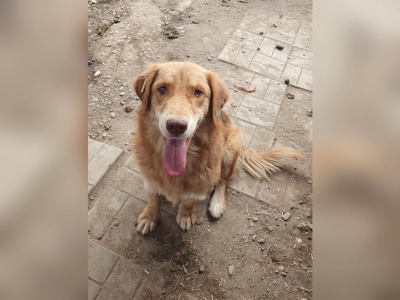 ♥CESAR♥ sehr menschenbezogener Rüde, der wie ein tiefergelegter Golden Retriever wirkt 45 cm