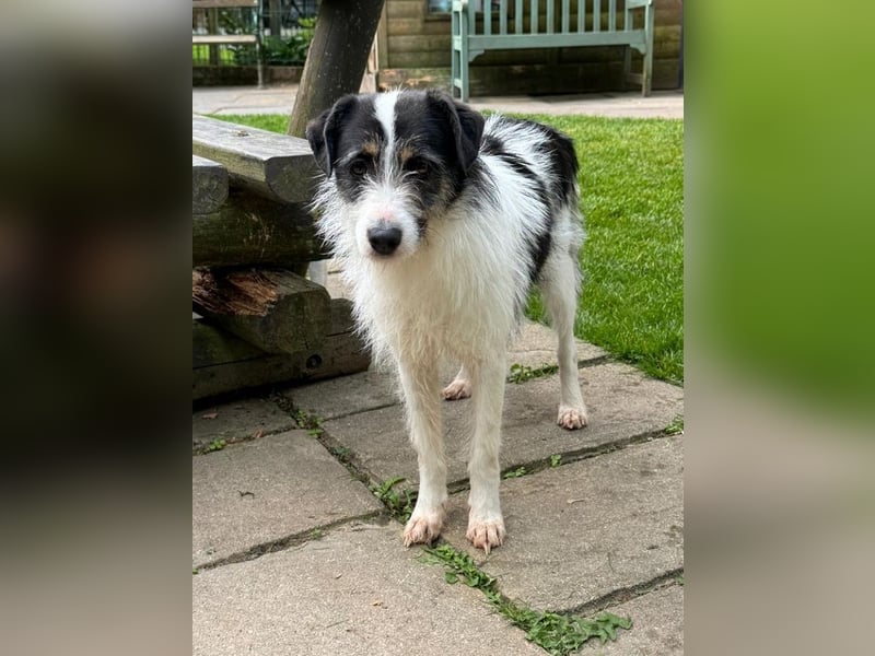♥FLORENCE♥ neu auf Pflegestelle in Köln - bezaubernde, anfangs noch vorsichtige Hündin 47 cm