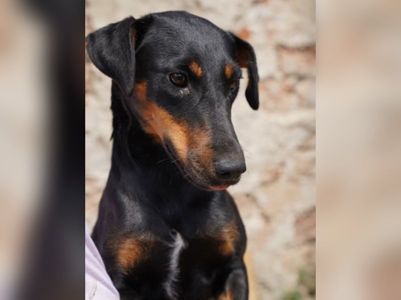 ⭐PITTI⭐, superliebe Hobbyjägerin, 1,5 Jahre, 42 cm, Mischling, Tierschutz Rumänien