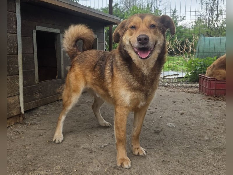 ♥CODY♥ bildhübscher, ganz verschmuster und lieber Rüde, der so die Nähe von Menschen sucht 48cm