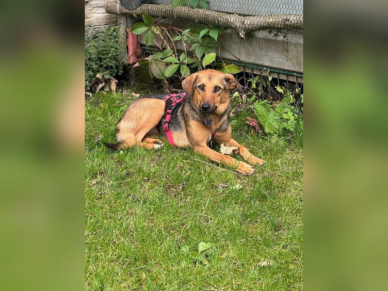 ♥MALAIKA♥ auf Pflegestelle in Köln - wunderschöne, ganz liebe, anfangs noch vorsichtige Hündin 50 cm