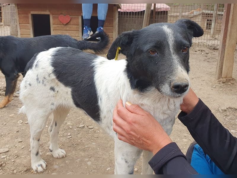 ♥ANGEL♥ so menschenbezogene, liebesbedürftige Hündin,die sich verzweifelt nach Zuneigung sehnt 46cm