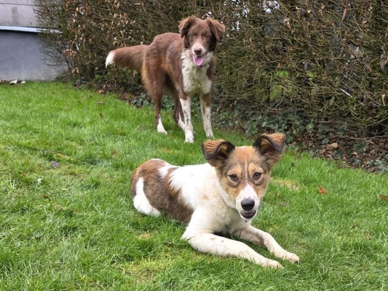 ♥SIDNEY♥ neu auf Pflegestelle bei Leverkusen -zuckersüße, verspielte, ausgeglichene Juniorin 49 cm