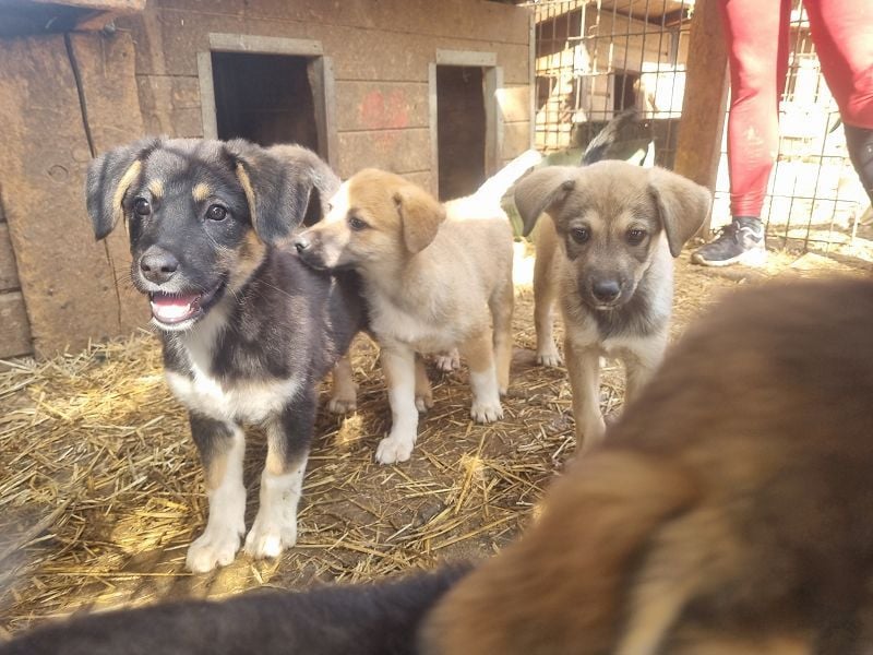 ♥ALESSIA♥ zuckersüße, ganz liebe Junghündin, die viel zu geben hat und kaum etwas erwartet 47 cm