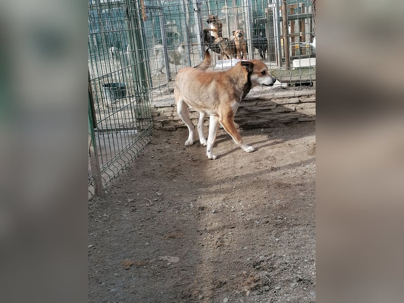 ⭐️KODA⭐️, vorsichtiger Rüde, 4,5 Jahre, 45 cm, Mischling, Tierschutz Rumänien