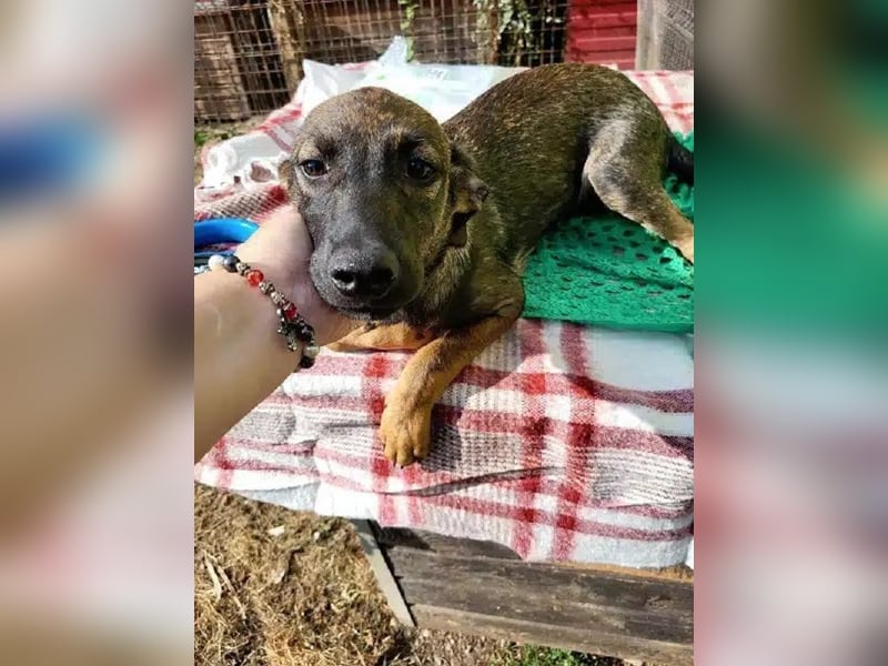 ♥MARCO♥ süßer, ganz lieber und menschenbezogener Rüde mit sanftem Charakter 46 cm