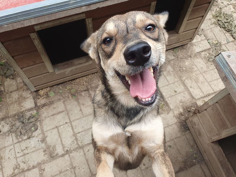 ♥NASIRA♥ fröhliche, verschmuste und aufgeschlossene Hundedame 50 cm