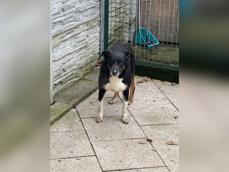 ♥MIMI♥ neu auf Pflegestelle bei Köln - sehr liebe, sanfte, ruhige und verschmuste Hündin 49 cm