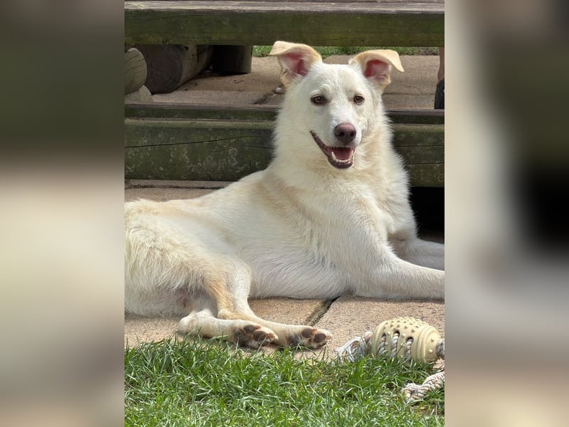 ♥BLANCO♥ auf Pflegestelle bei Köln - sportlicher, zarter, ganz lieber und sensibler Rüde 48cm