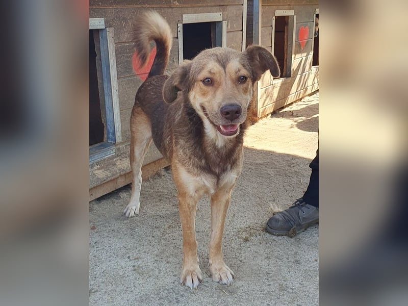 ♥CODY♥ wunderschöner tricolor-farbener, anhänglicher, sportlicher Rüde 45 cm