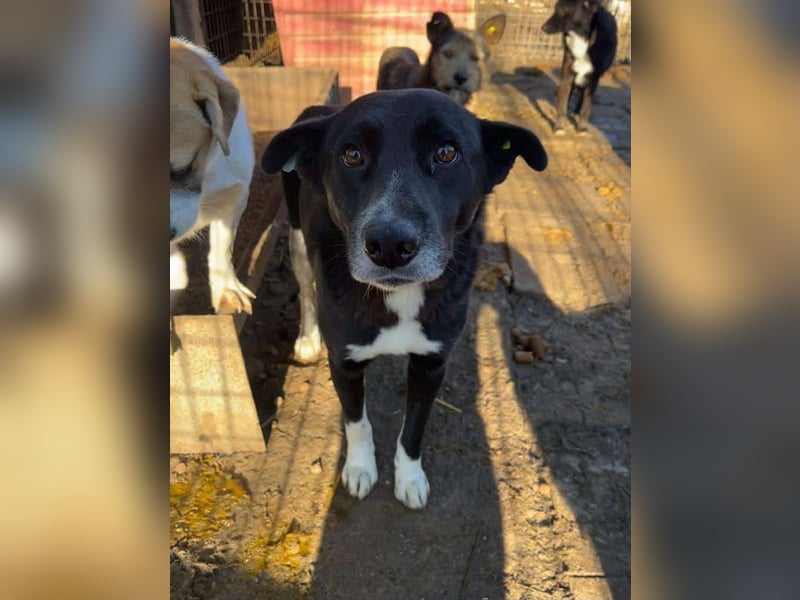 ♥ACHIM♥ absolut lieber, verschmuster Rüde, der schon 2 Jahre im Tierheim wartet 48 cm