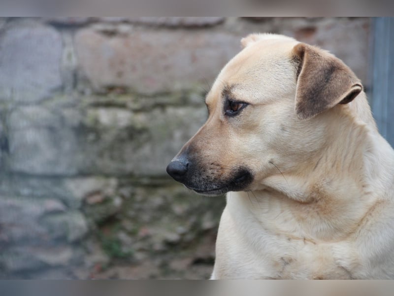 ⭐️MELINA⭐️ verschmuste Hündin, 4 Jahre, 48 cm, Mischling, Tierschutz Rumänien