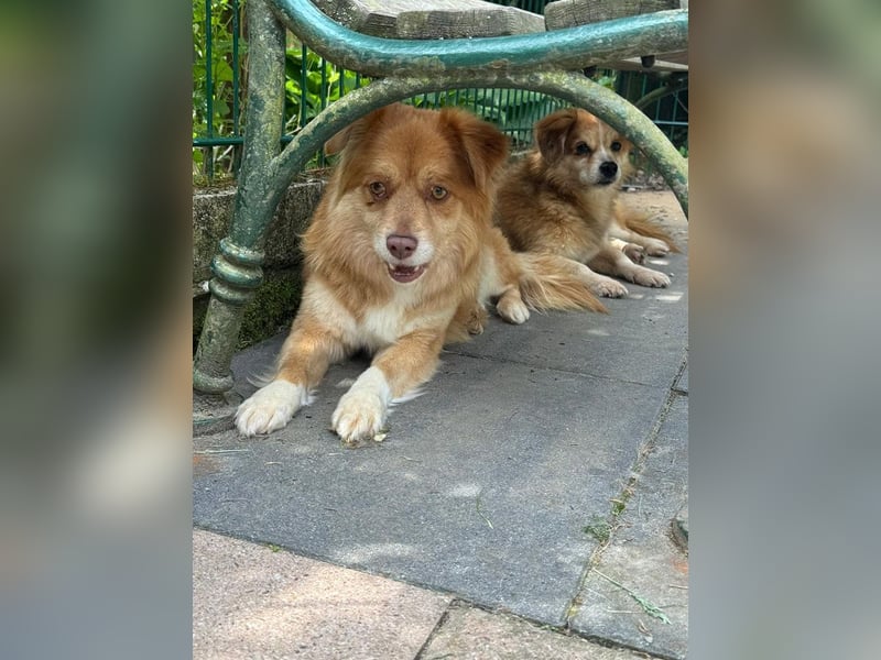 ♥BENNY♥ auf Pflegestelle bei Köln - süßer, ganz menschenbezogener Rüde 42cm