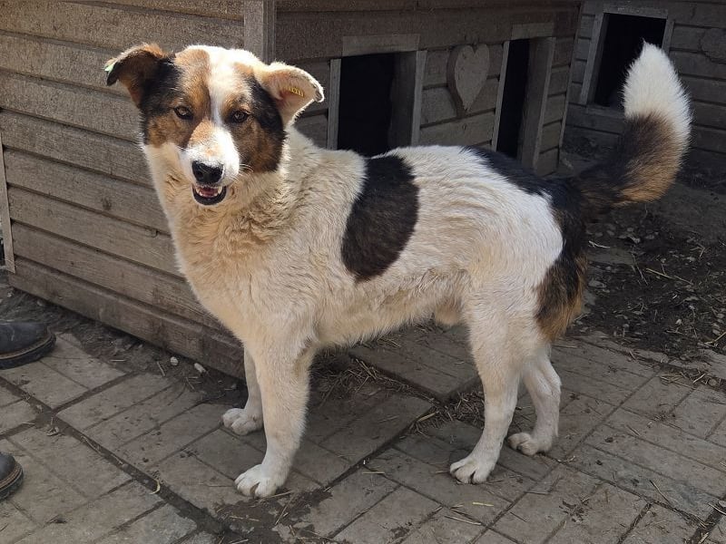 ♥PEPPINO♥ ganz verschmuster und menschenbezogener Rüde mit einer besonderen Fellzeichnung 50 cm