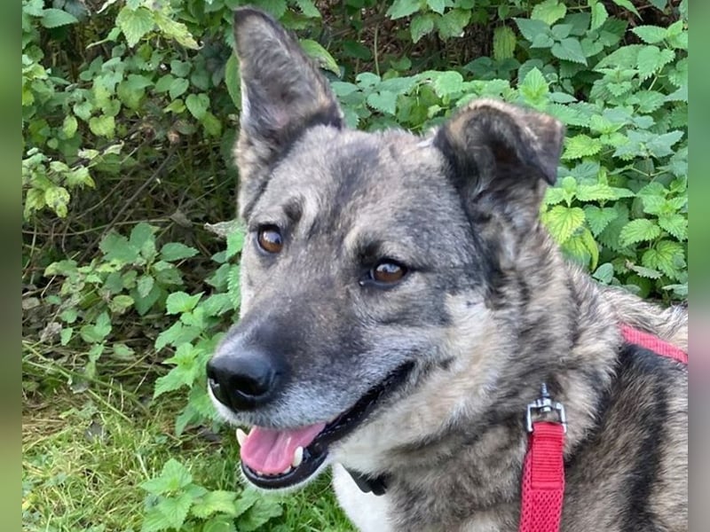 ♥LONKA♥ auf Pflegestelle in Köln - wunderschöne, verschmuste Hündin 42 cm