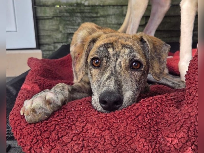 ♥NICKY♥ neu auf Pflegestelle bei Köln - hübsche, verschmuste, viel zu dünne Juniorin 45 cm