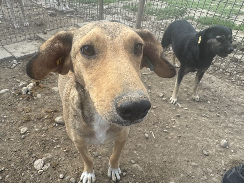 ♥QUERIDO♥ wunderschöner, zarter, etwas zurückhaltender Schatz 49 cm