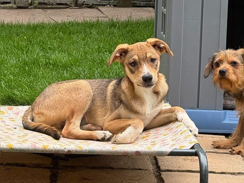 ♥HENRY♥ neu auf Pflegestelle bei Köln - zuckersüßer kleiner Sonnenschein 46 cm (wachsend)