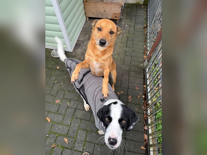 ♥AXEL♥ auf Pflegestelle bei Köln - verschmuster, sehr menschenbezogener Traumhund 48 cm