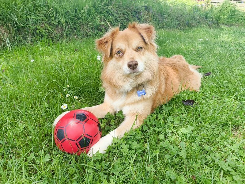 ♥BENNY♥ auf Pflegestelle bei Köln - süßer, ganz menschenbezogener Rüde 42cm