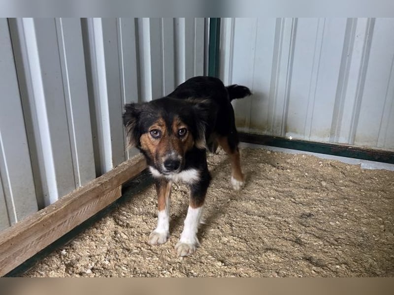 ♥SALOME♥ neu auf Pflegestelle bei Leverkusen - bildhübsche, sensible, kluge Hundemama 49cm