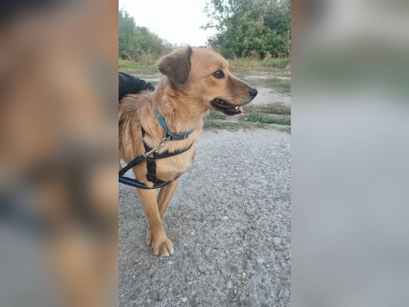 ARMANI, schüchterne Frohnatur, 1 Jahr, 43 cm, Mischling, Tierschutz Rumänien