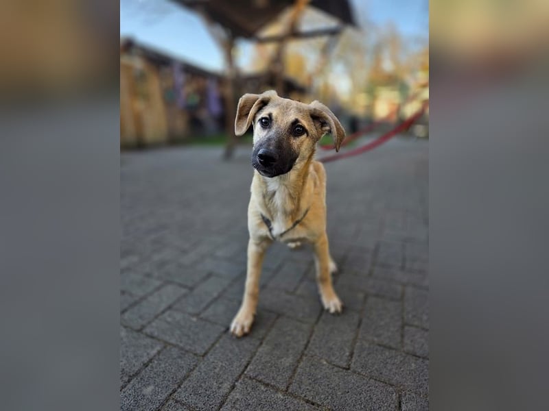 ♥DIDI♥ auf Pflegestelle bei Köln - bezaubernder, verspielter Welpenjunge 44cm - wird mittelgroß