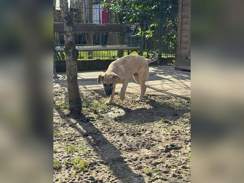 ♥DIDI♥ auf Pflegestelle bei Köln - bezaubernder, verspielter Welpenjunge 44cm - wird mittelgroß
