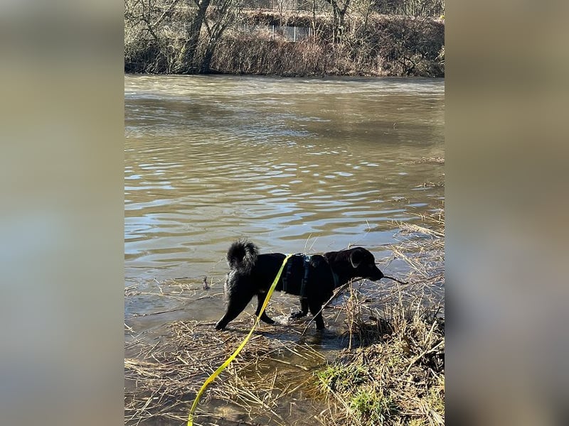 ♥CHICO♥ auf Pflegestelle in Köln - zuckersüßer, verschmuster, sanfter Junior 49 cm