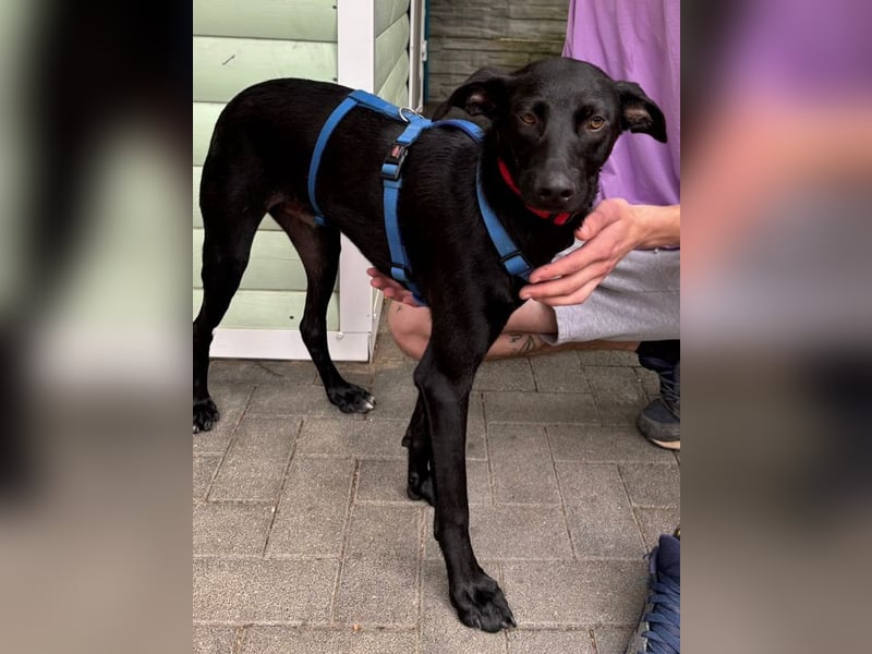 ♥SHADOW♥ auf Pflegestelle bei Duisburg - süßer, verschmuster und verspielter Junior 49cm
