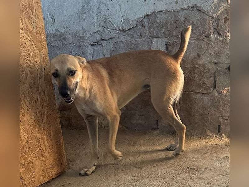 ⭐️PIRA⭐️, sanfte Hündin, 3,5 Jahre, 46 cm, Mischling, Tierschutz Rumänien