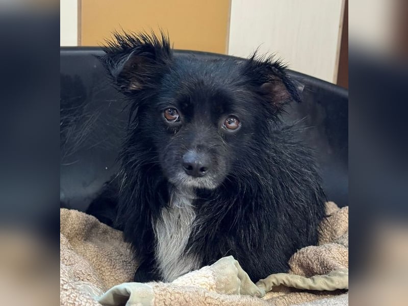 ♥ZELDA♥ neu auf Pflegestelle bei Köln - ganz niedliche, kleine, noch etwas unsichere Hündin 41cm