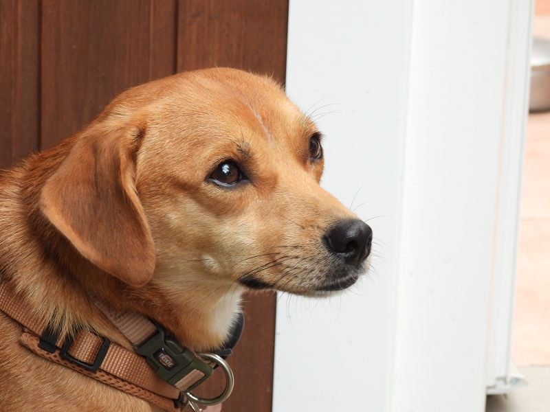 ♥PUMUCKL♥ auf Pflegestelle in Köln - zuckersüßer, kluger, sensibler "Männer"-Hund 41 cm