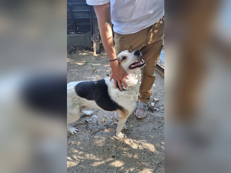⭐PICCOLO⭐, Rüde, 1,5 Jahre, 45 cm, Mischling, Tierschutz Rumänien