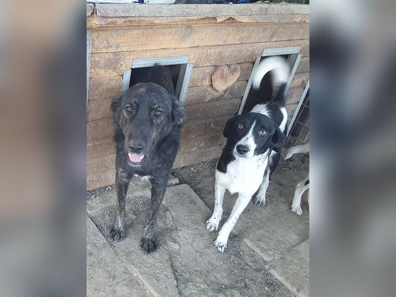 ♥SANCHO♥ wunderbarer, hübscher, anhänglicher, sensibler Jungrüde 48 cm