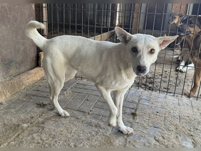 ♥NOEMI♥ hübsche weiße, anfangs noch zurückhaltende sensible Seele 47 cm