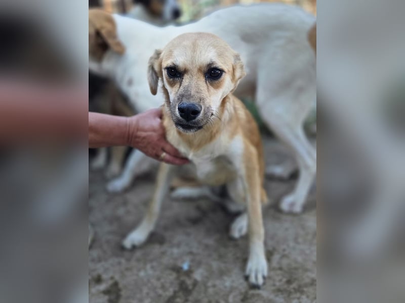 ♥CORA♥ elegante, ruhige, feinsinnige Hündin, die in sich ruht 45 cm