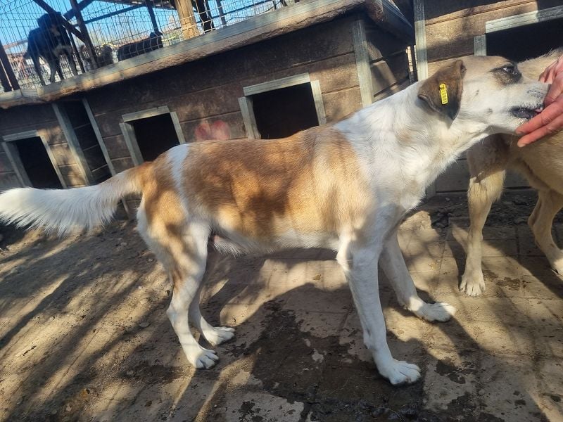 ♥KATJA♥ bezaubernde, verschmuste, geduldige Hündin mit besonderer Fellzeichnung 49 cm