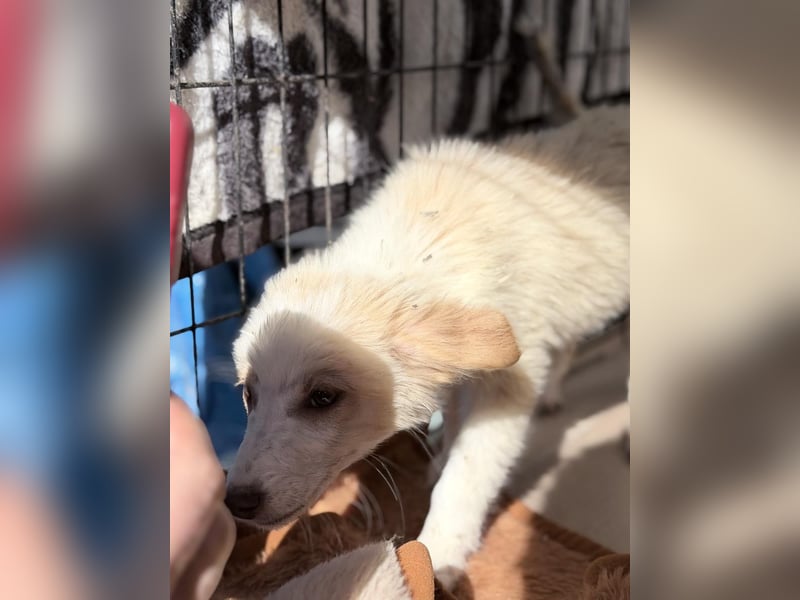 ⭐️Buma⭐️, Zuckerstück, Welpe, Hündin, 5 Monate, 23 cm (im Wachstum), Mischling, Tierschutz Rumänien
